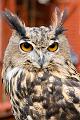 (M) European Eagle Owl 2